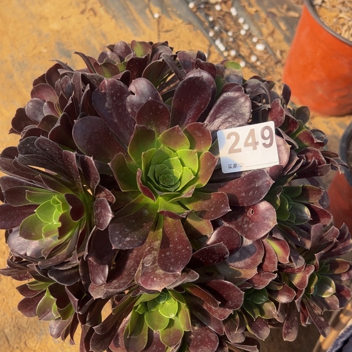 欧子多肉植物249