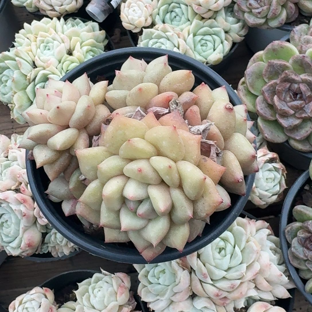 象牙新疆包邮多肉19.8 