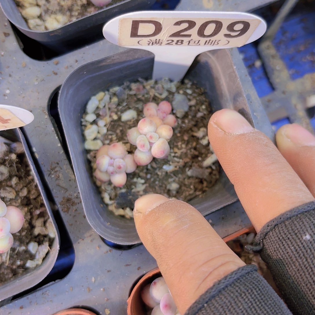 D209萤火虫一物一拍