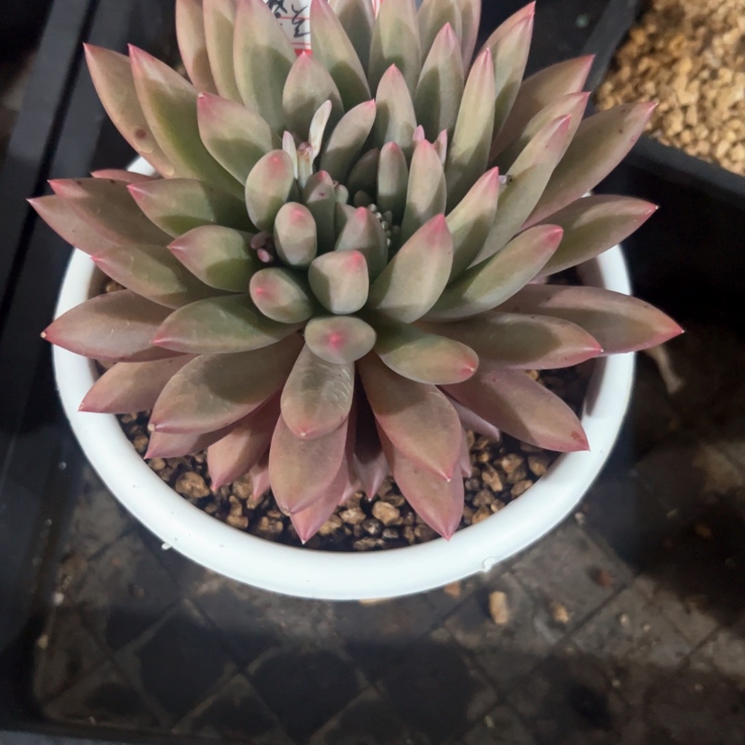 涂****制多肉植物多肉植物