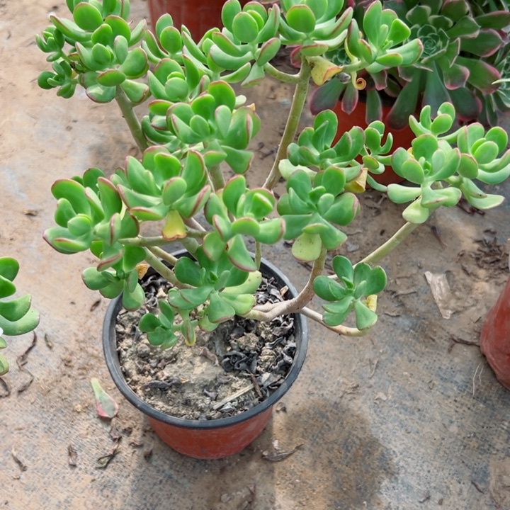 927多肉一样一个