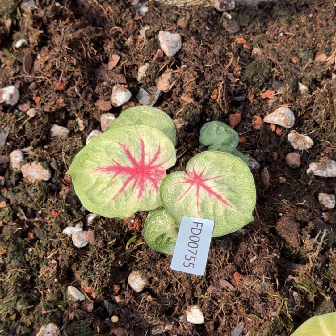 ****粒无花朵海王    00755