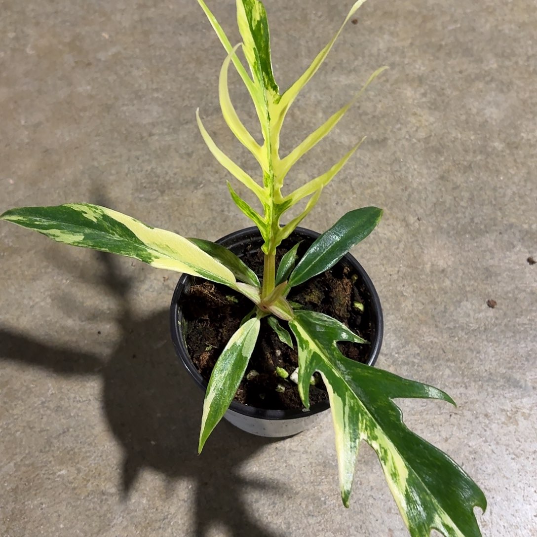 无花朵鱼骨锦蔓绿绒