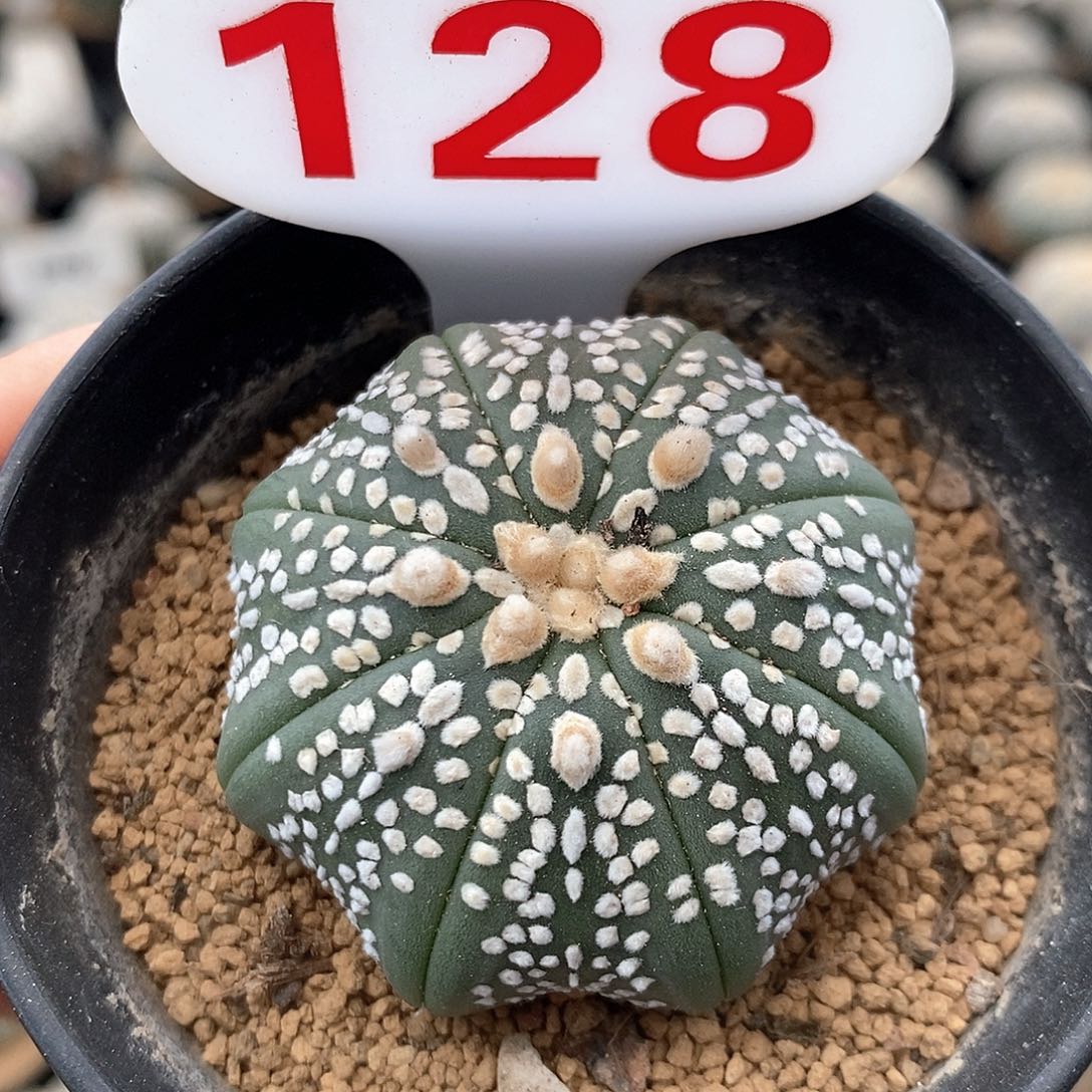 128奇迹海星兜系列产品