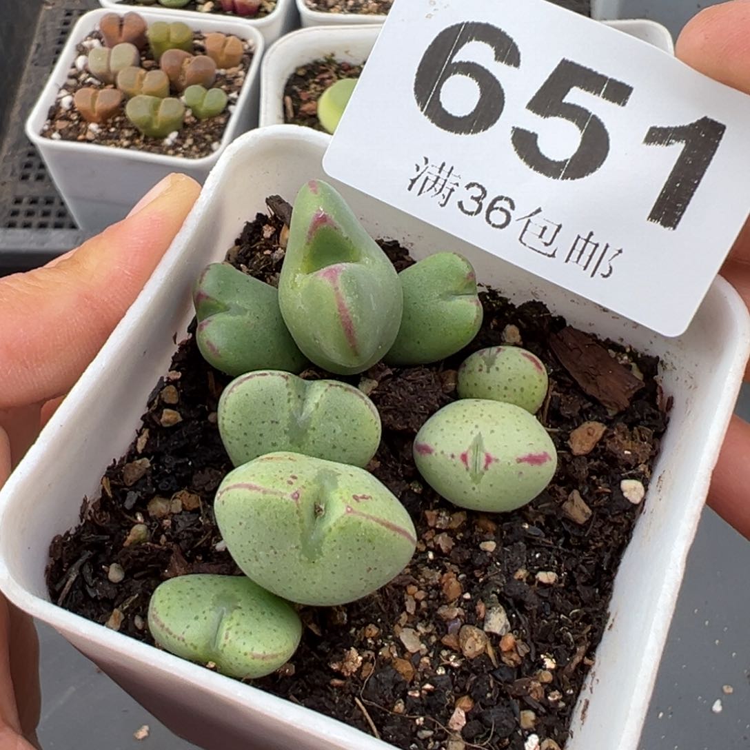 1.25好看的多肉651