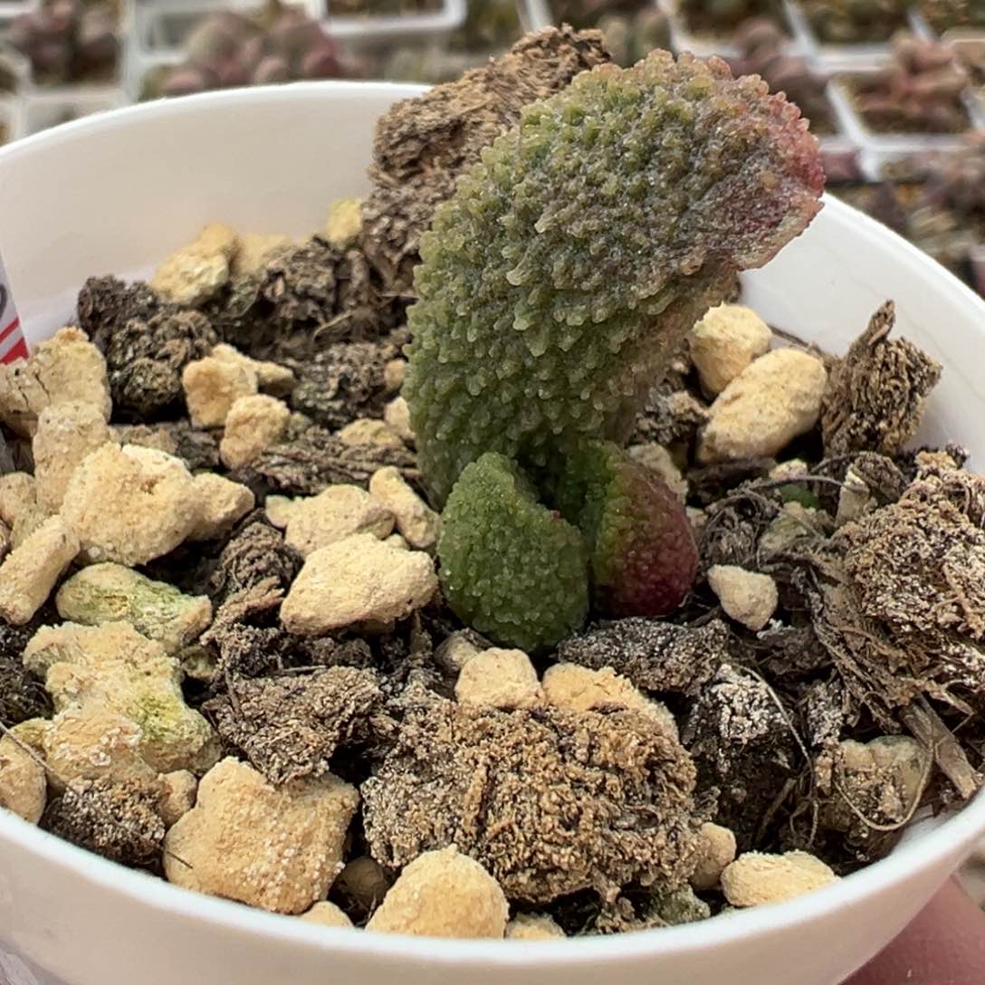 实生新品多肉植物水泡