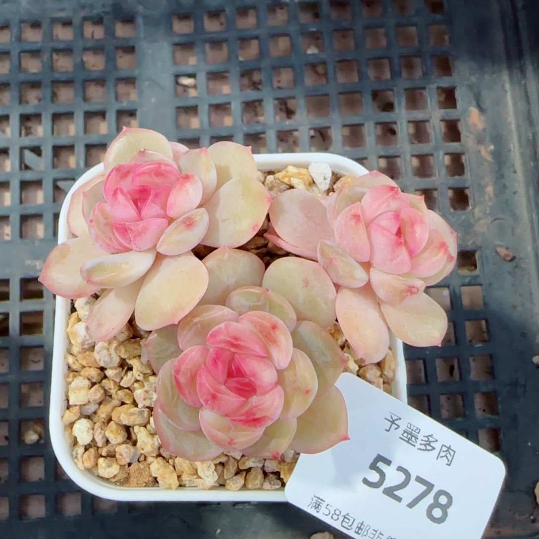 琴心，5278多肉植物