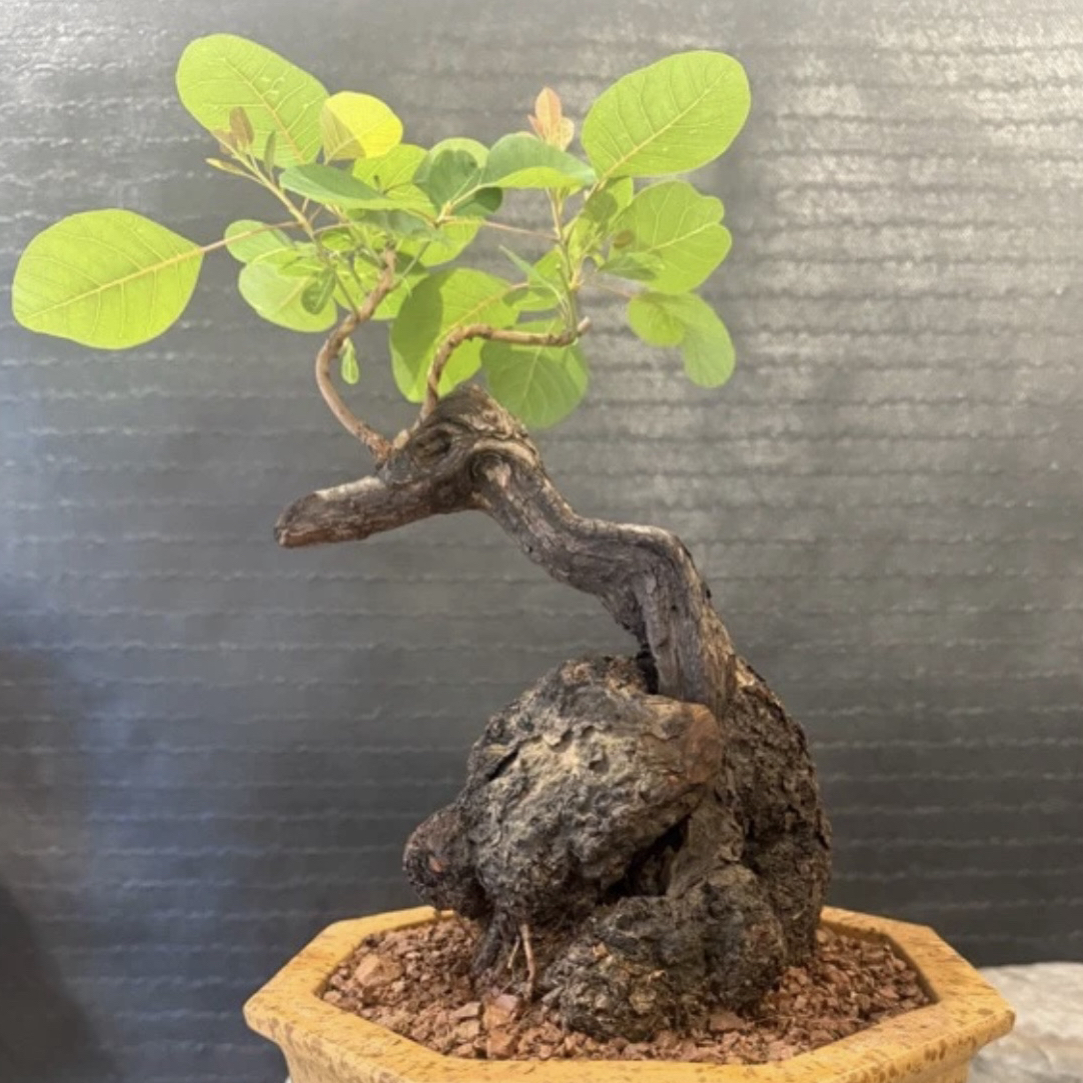 黄栌小额补差价（产品不包邮，只在直播间销售）