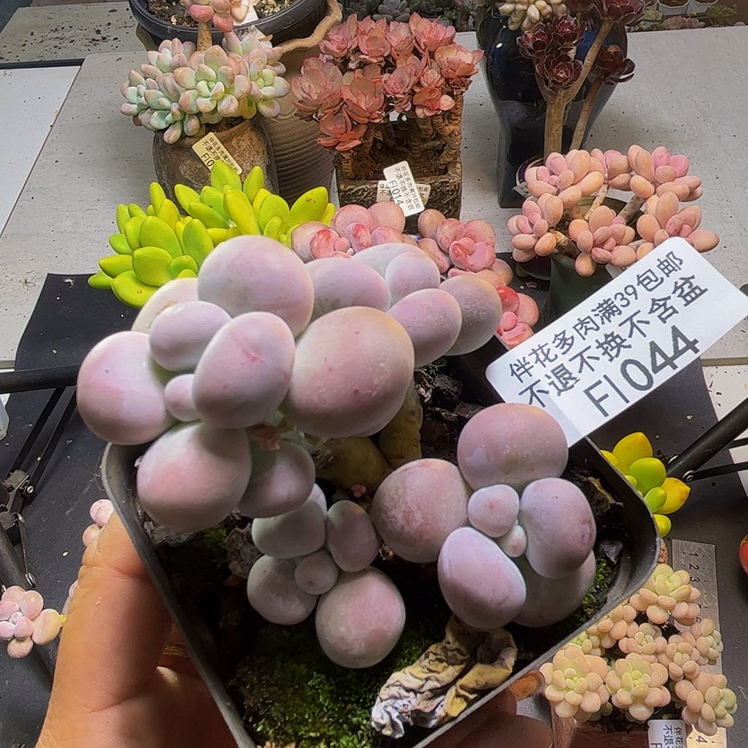 芭比奶酪044/7cm多肉