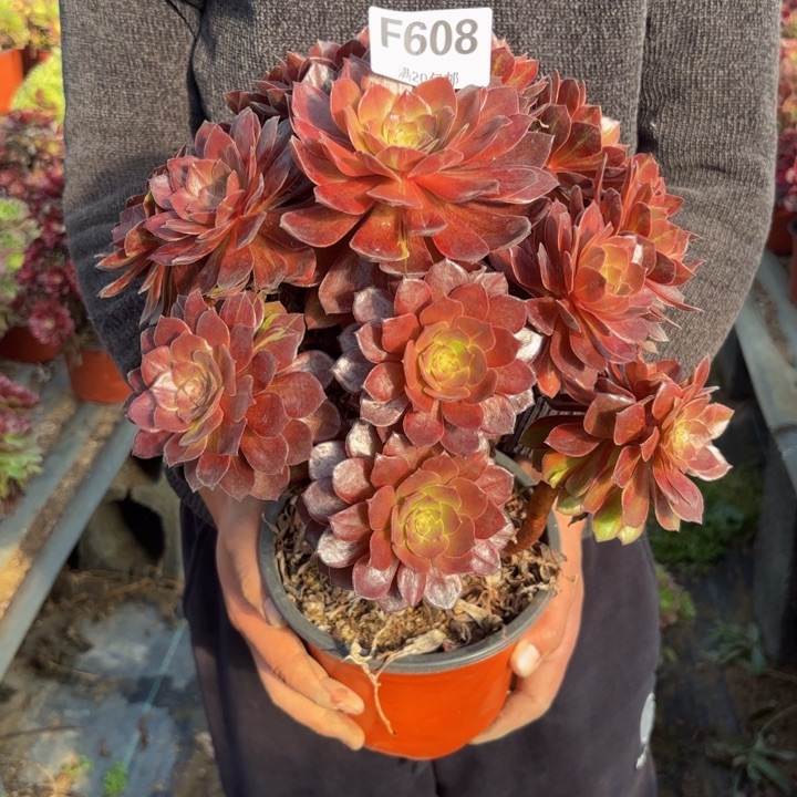 ：****瑞妈，，，。。。。608灰姑娘