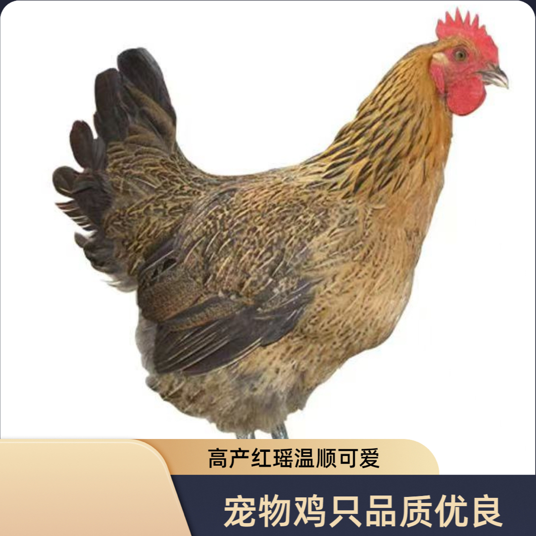 (7只装)红瑶土鸡活体宠物鸡农家散养鸡