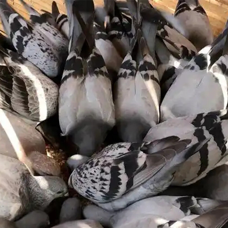 可煲汤一对 鸽类鸽子