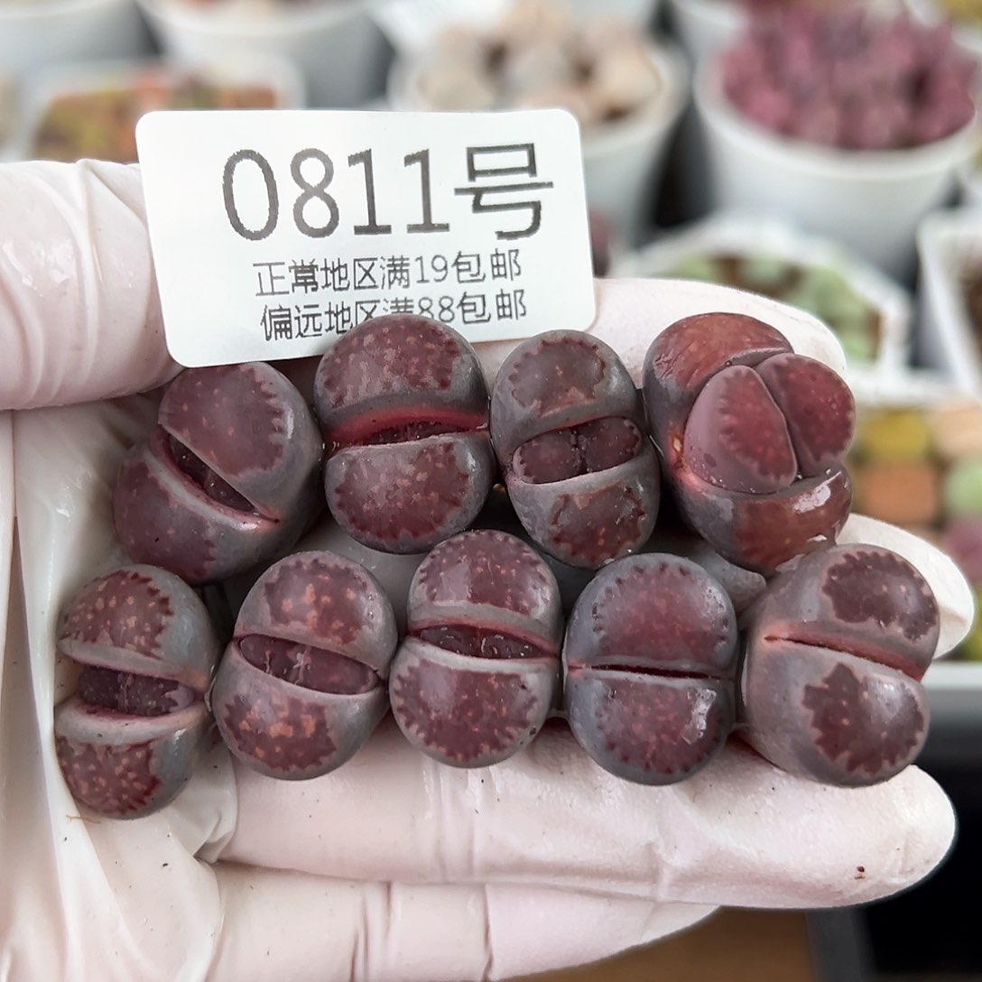 好养易活生石花大母本0811九颗开播福利