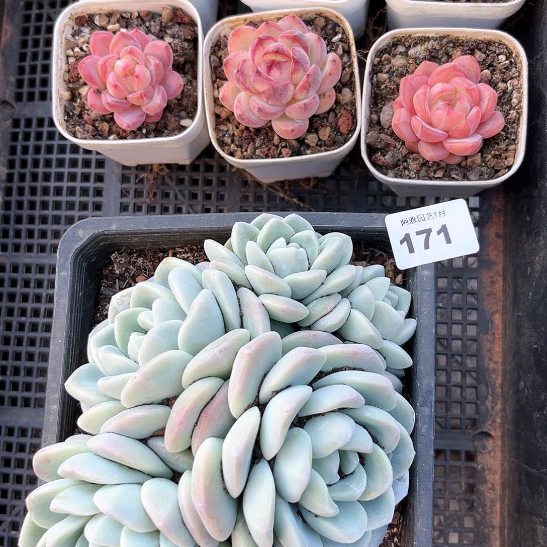 阿雅园艺。    脱土发货171