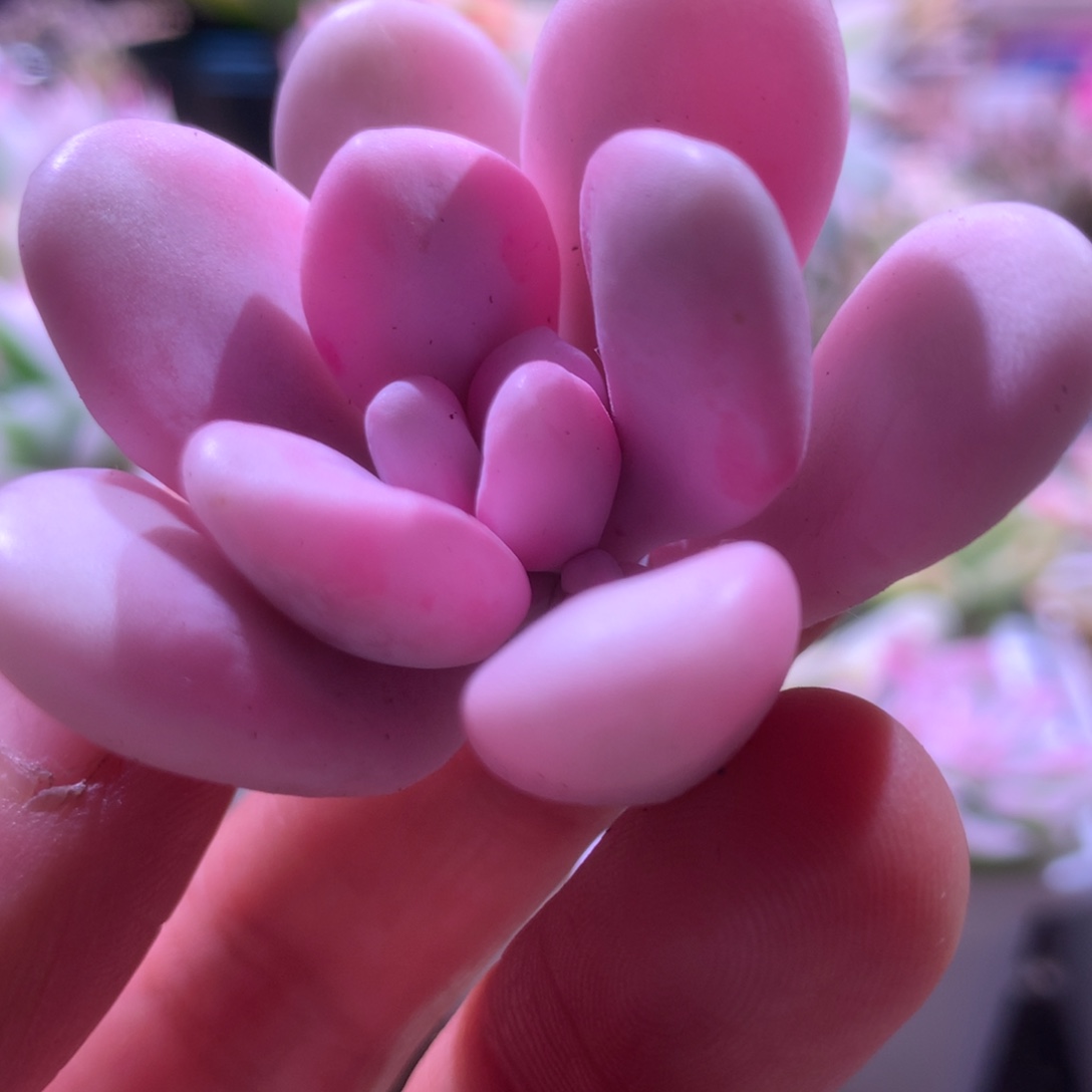 粉兔白覆轮锦砍头