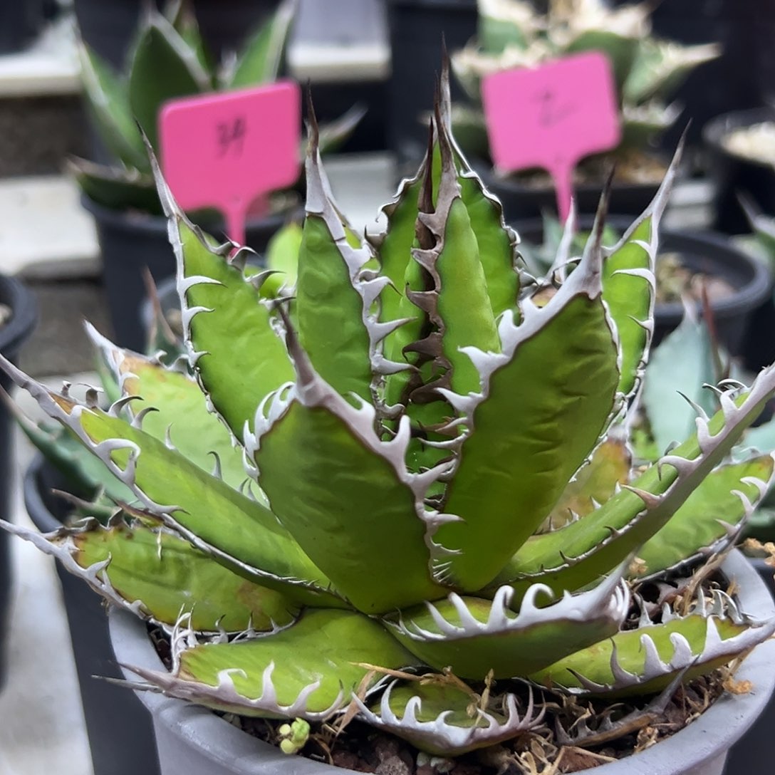 S***N强密刺霍利达一物一拍偏远不包邮不退不换