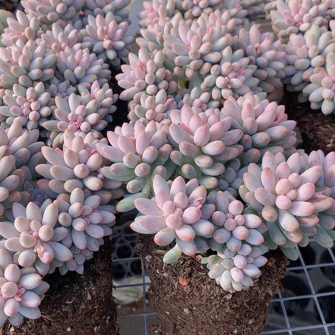 婴儿手指456788990000