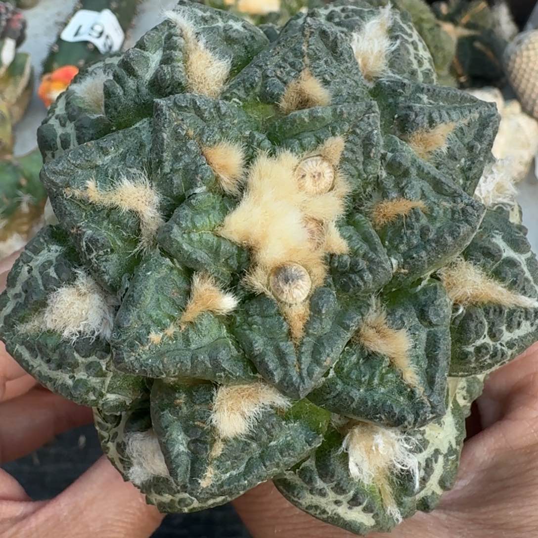 【闪购商品】大尤志贺龟甲901