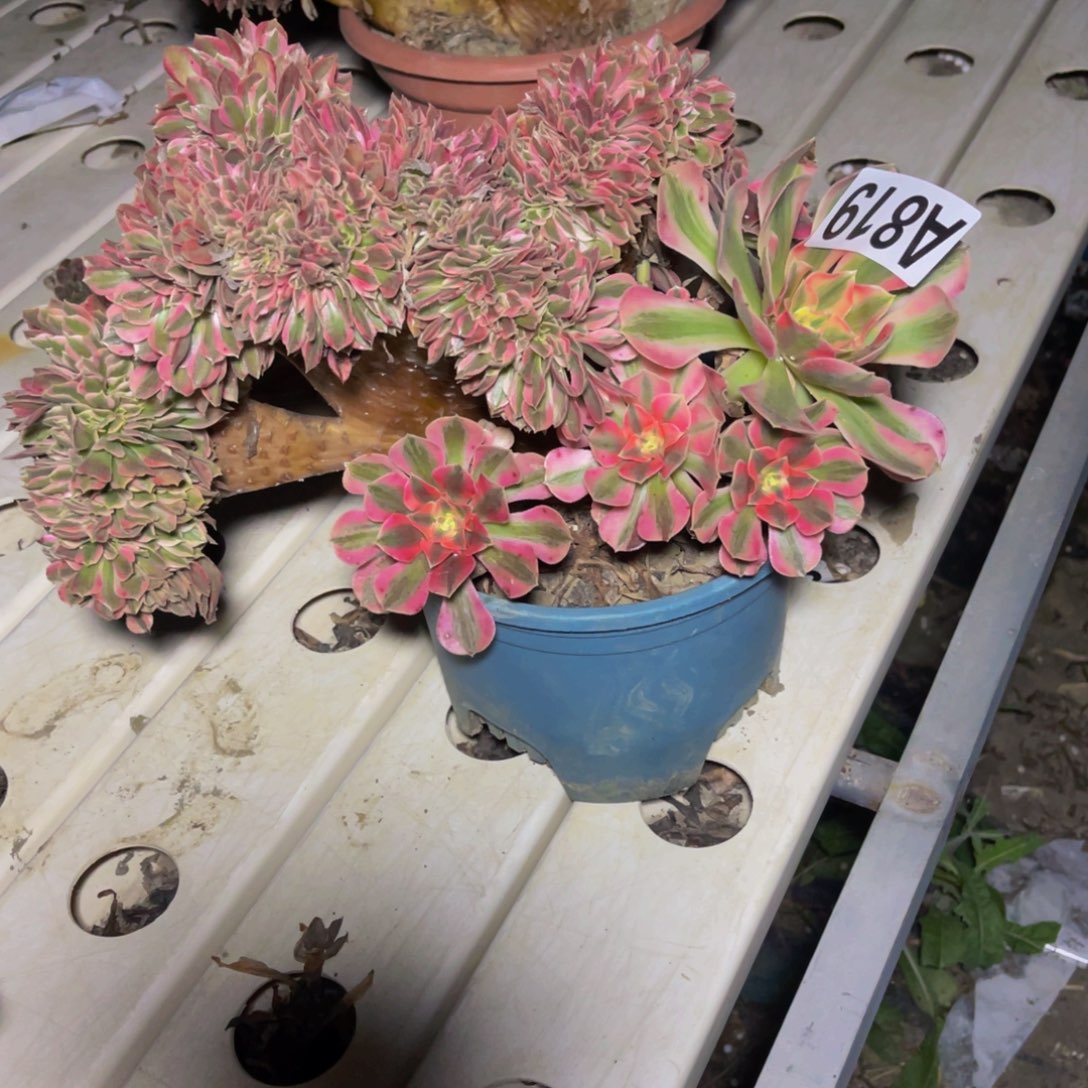 女巫法师7///20包邮