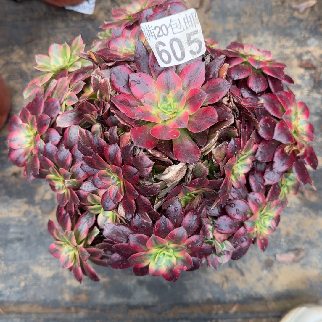 安娜605满20包邮断枝不包