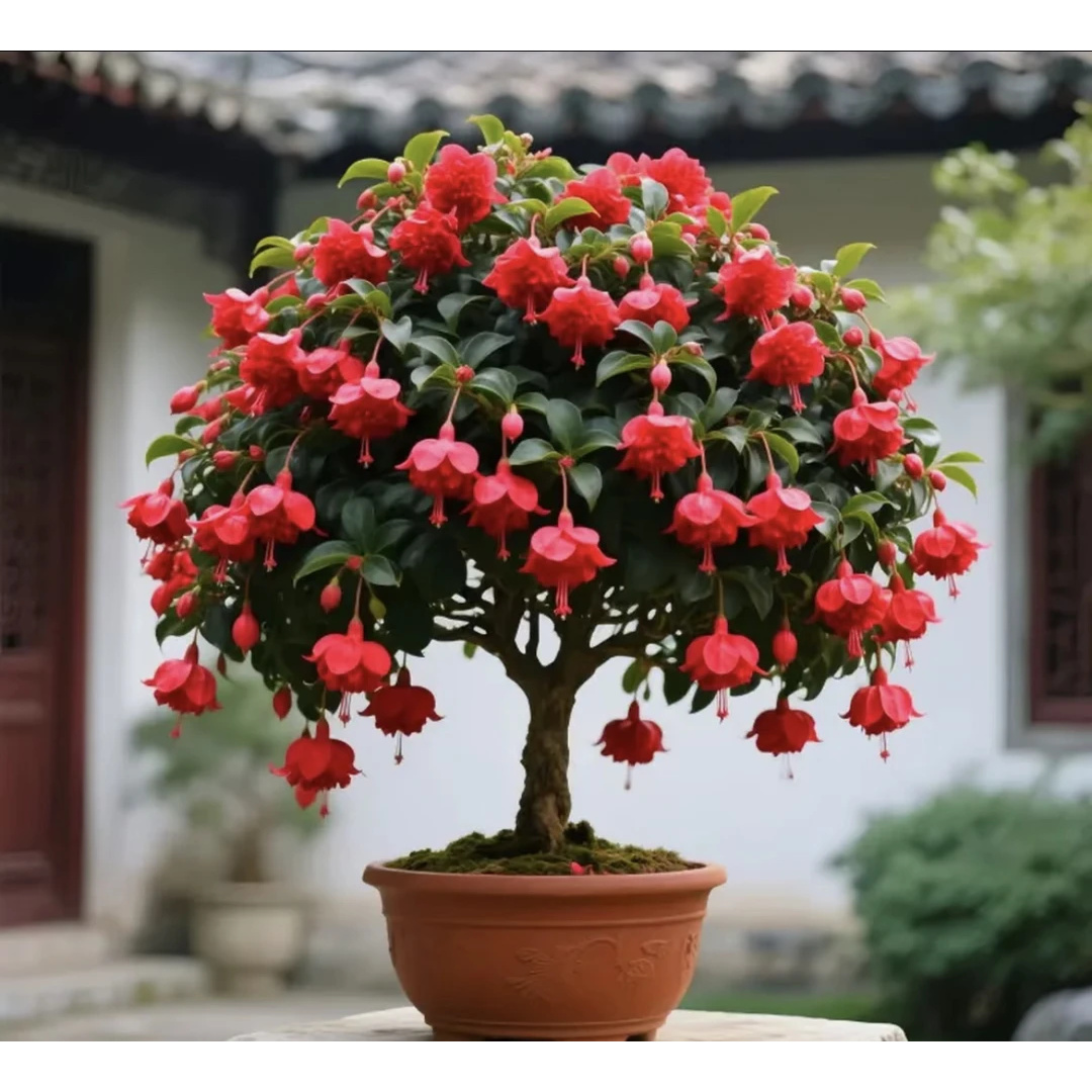 倒挂金钟花盆栽室内外灯笼花重瓣花苗老桩四季开花耐寒花卉驱蚊虫