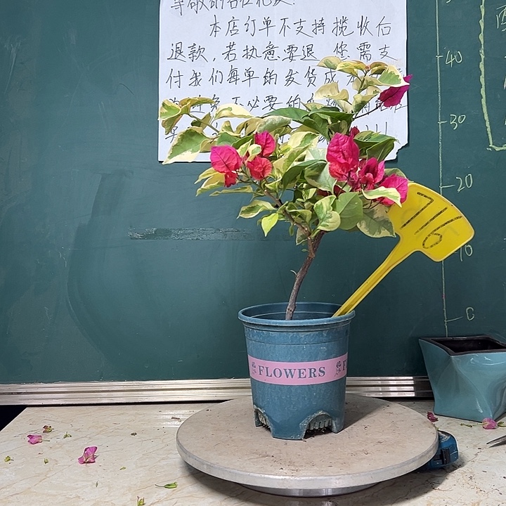 完全开放 拉菲泰红  716