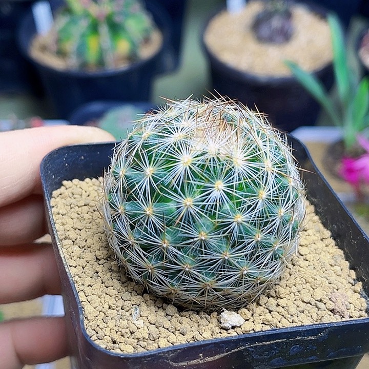 北极丸实生球一颗4.3公分