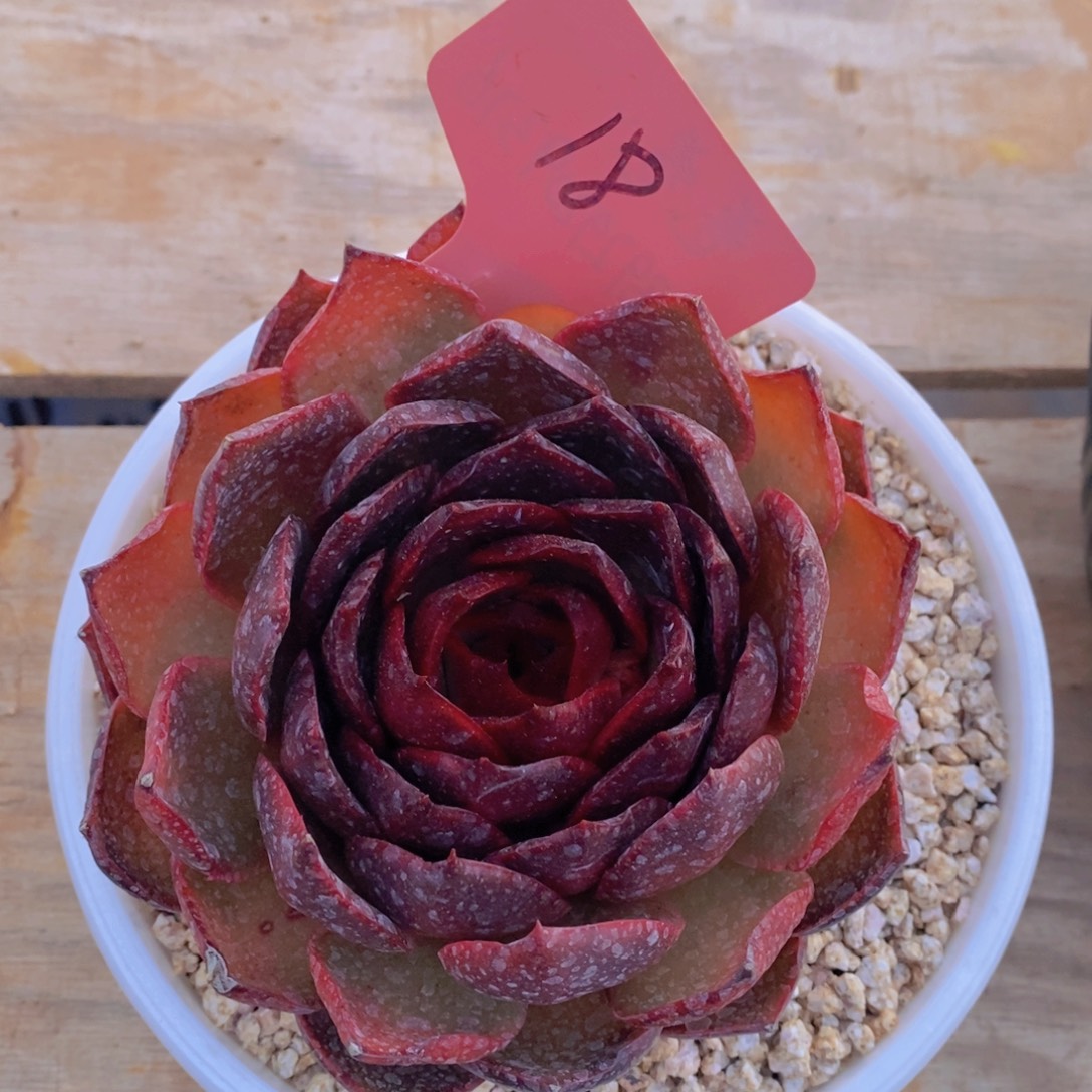 雨***梦多肉植物，一物一拍，看准下单