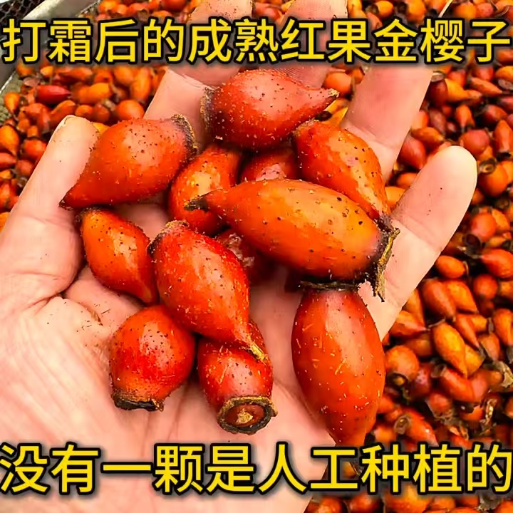 新鲜金樱子新鲜果鲜果野果精选新鲜金樱子糖罐子野生量大从优