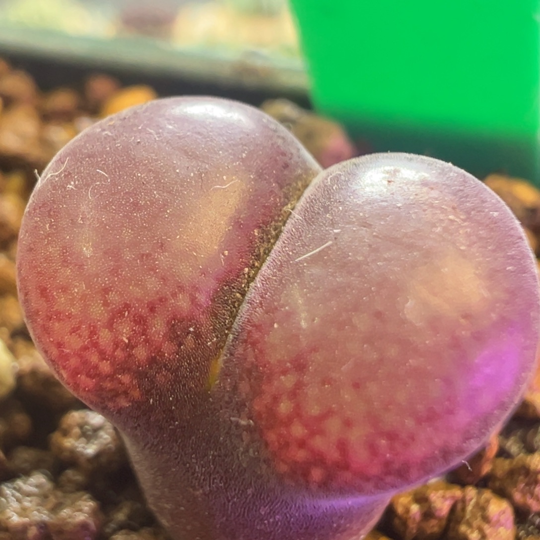 风铃杂交 肉锥植物