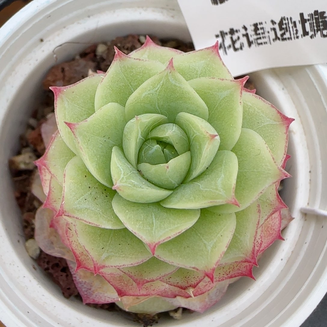 花语逸镜0226-338