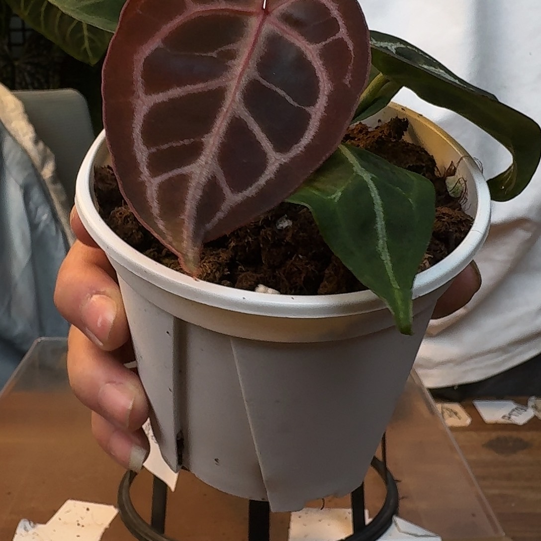 完全开放I36红钻石杂印尼寡妇