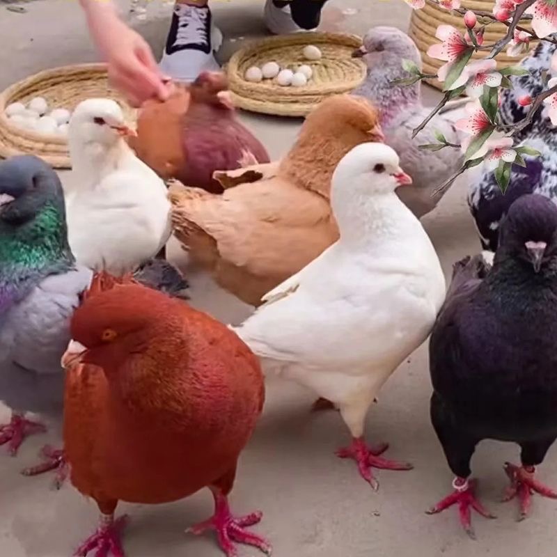元宝鸽彼得血统一斤左右包邮宠物鸡批发鸽子鸽子活的