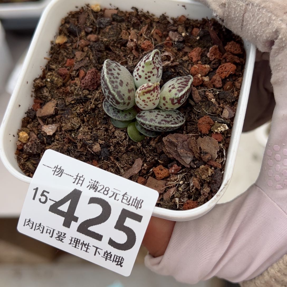 海豹多肉多肉多肉多肉