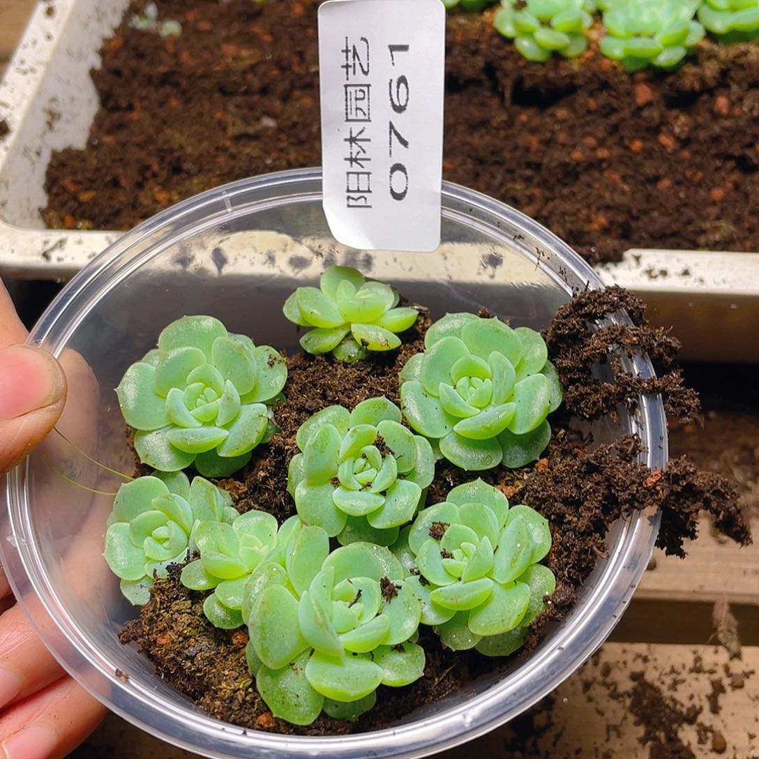 多肉植物多肉植物761