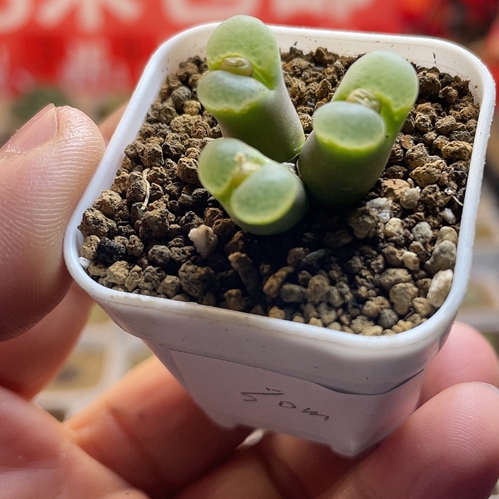 佳人园艺多肉生石花骚粉风铃30