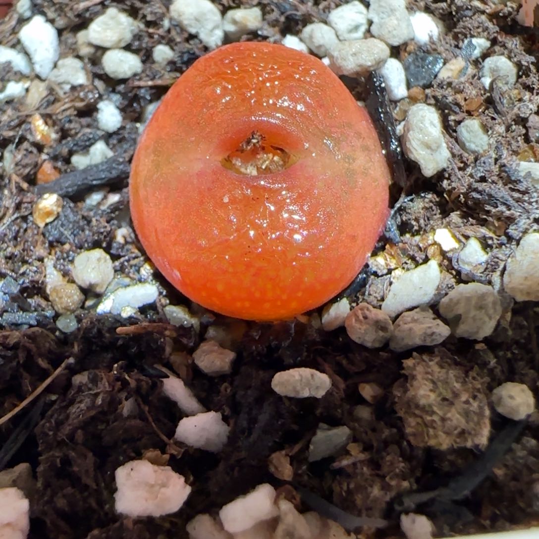 肉锥多肉植物百科-水蜜桃207