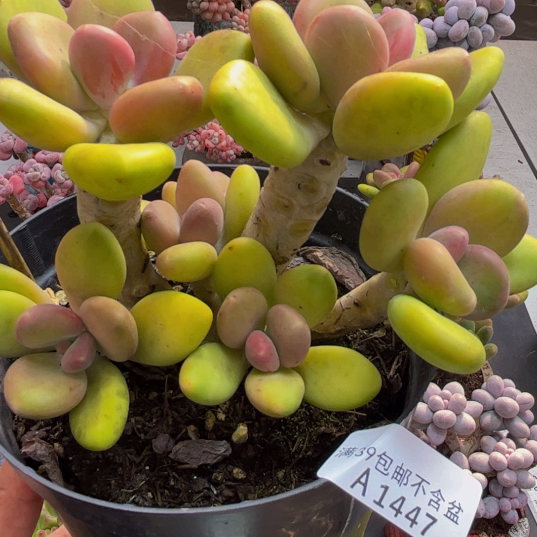 447芒果奶12cm多肉植物