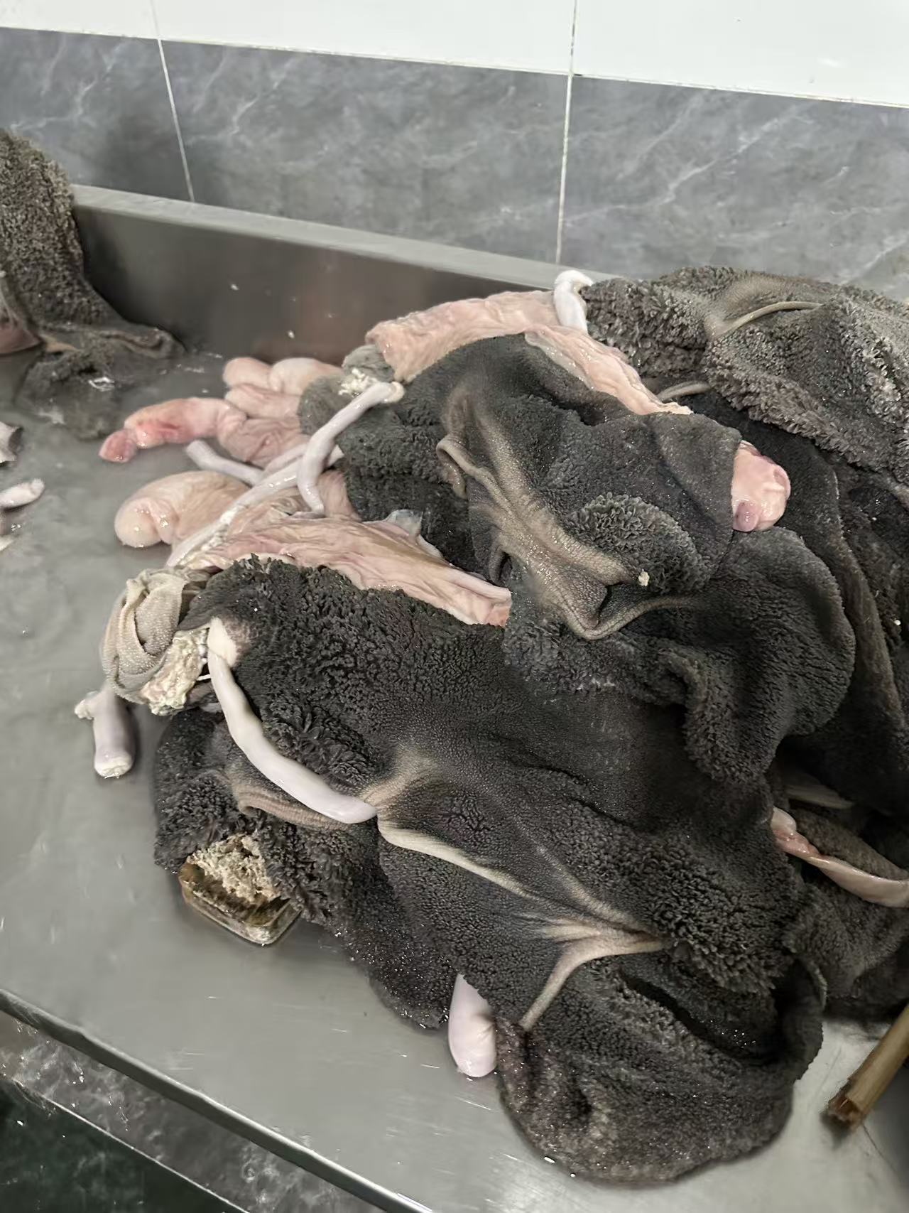 清真羊肚带油带脾可做汤可凉拌美味食材