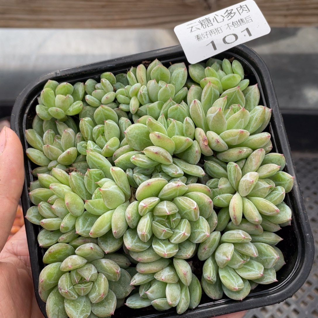 云糖心多肉植物101