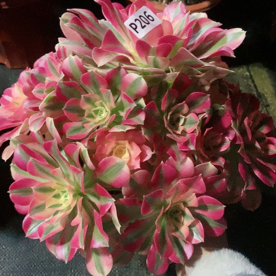 红陶206女巫4不周正多肉