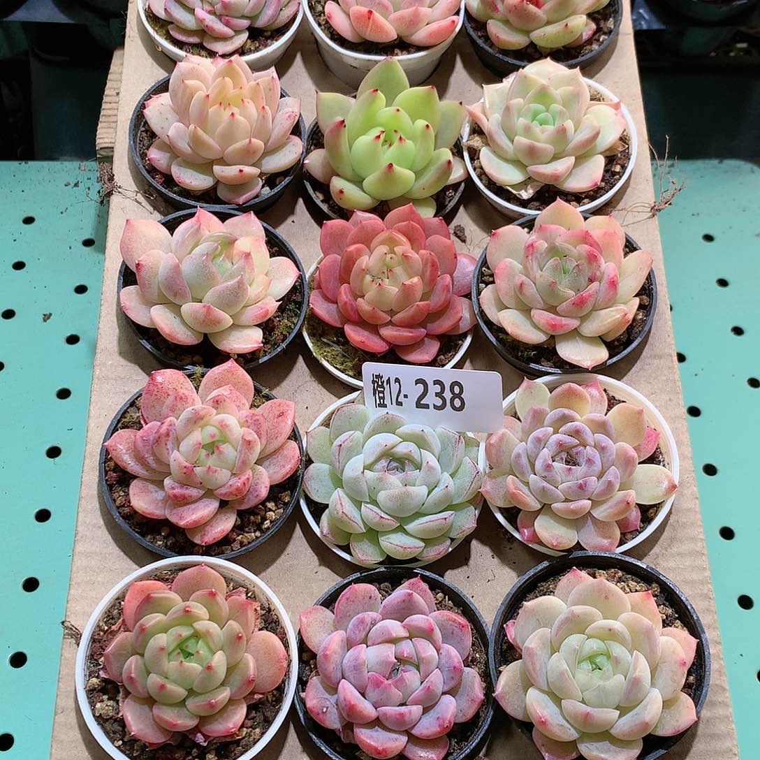 12-238一物一拍带盆18颗。