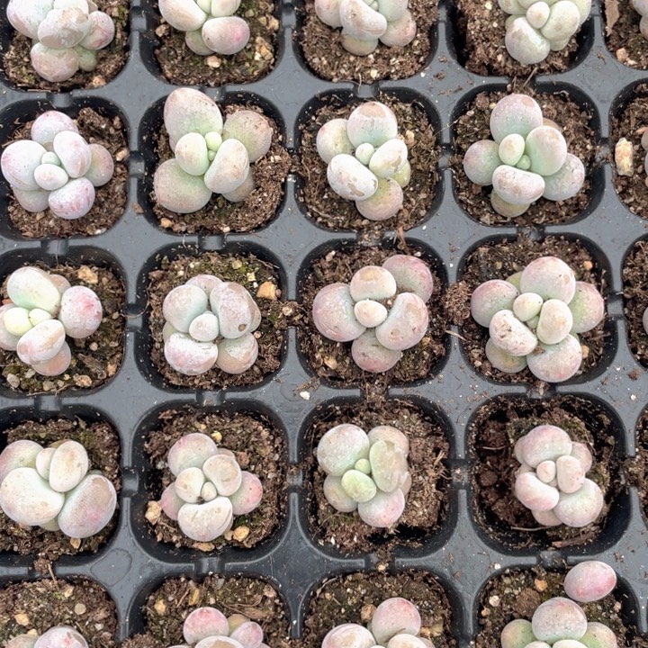 蛋黄奶随机发满18包邮发4颗满18