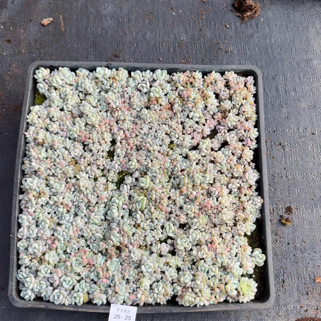 多肉杂交一物一拍25-25