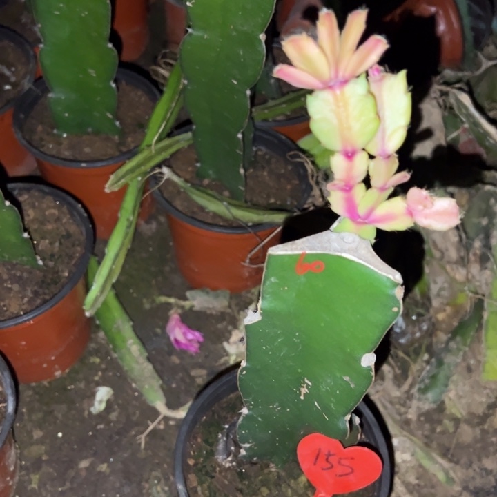 栀****当前无花栽培后可以开花060  155