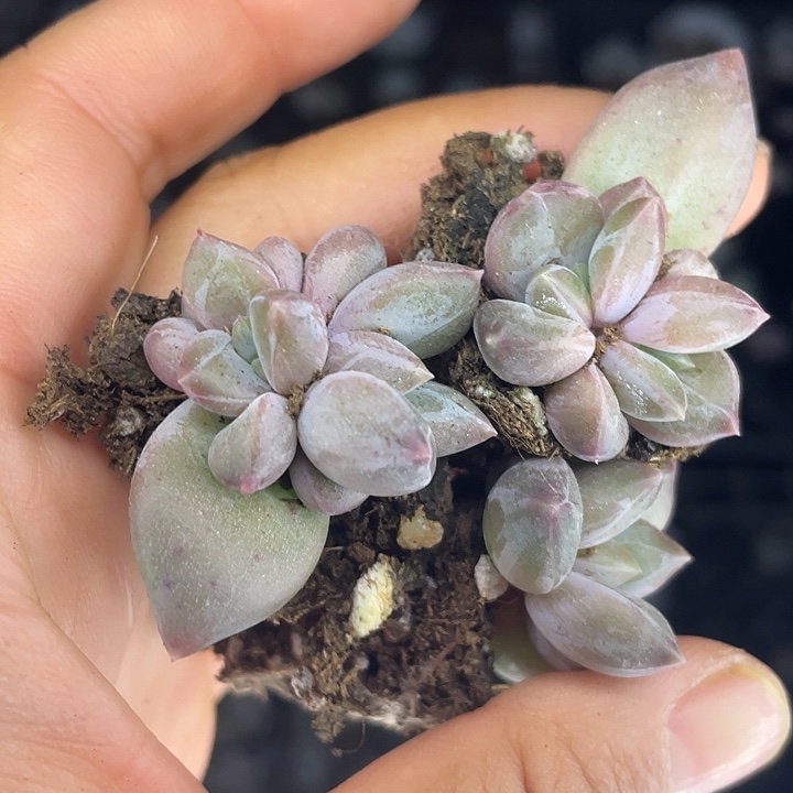 乌拉克拉发5颗满18包邮