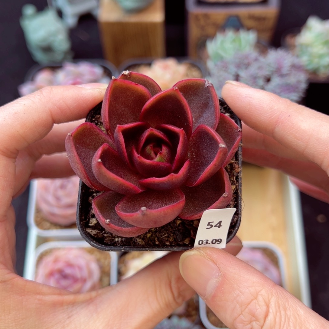 红灯54、哈哈哈哈