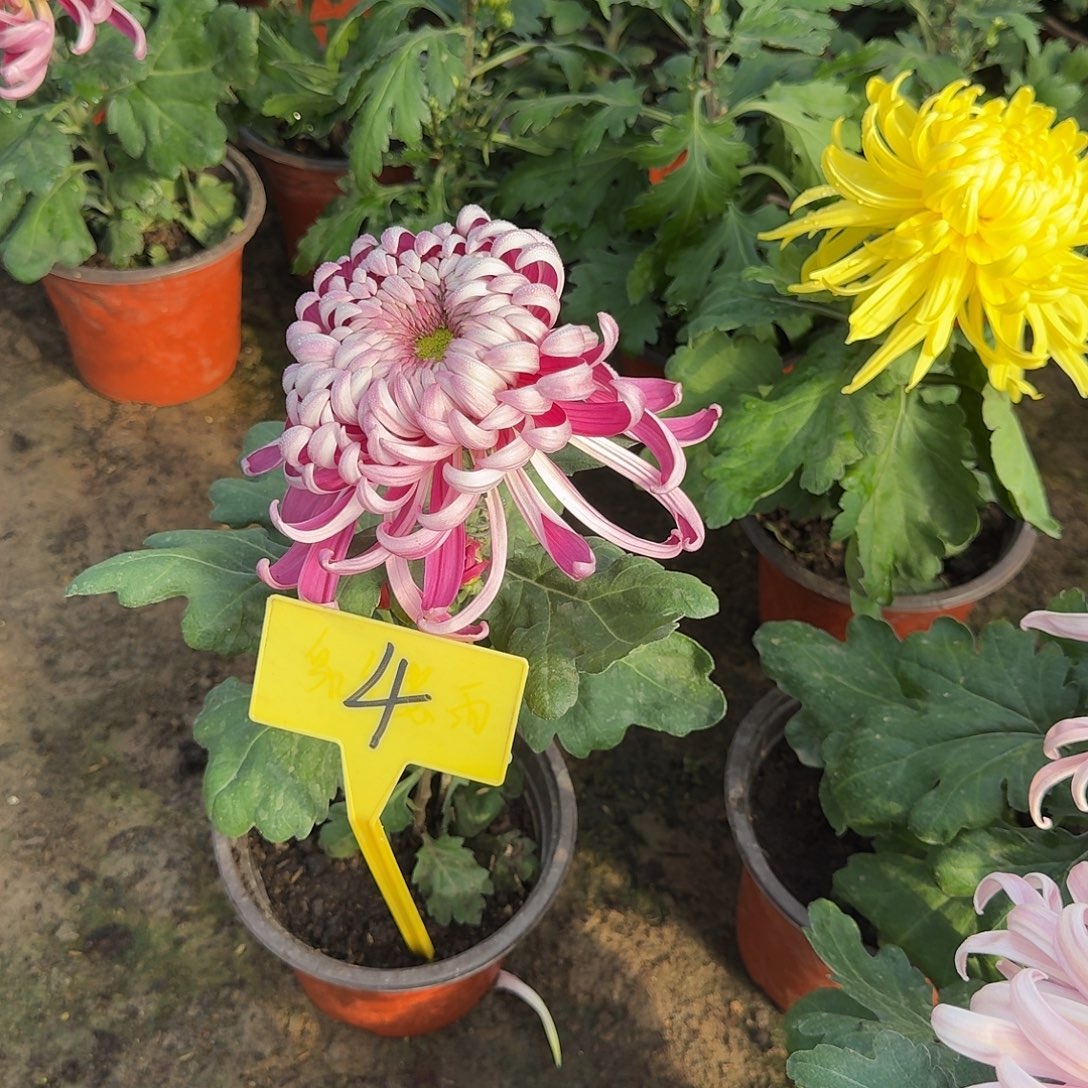 定***店大部分花苞少量开放4无名