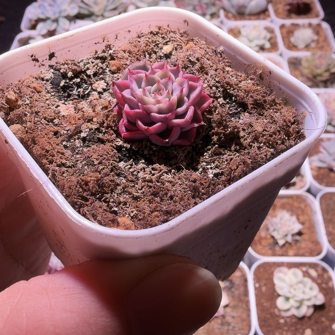 艳姬锦植物一物一拍