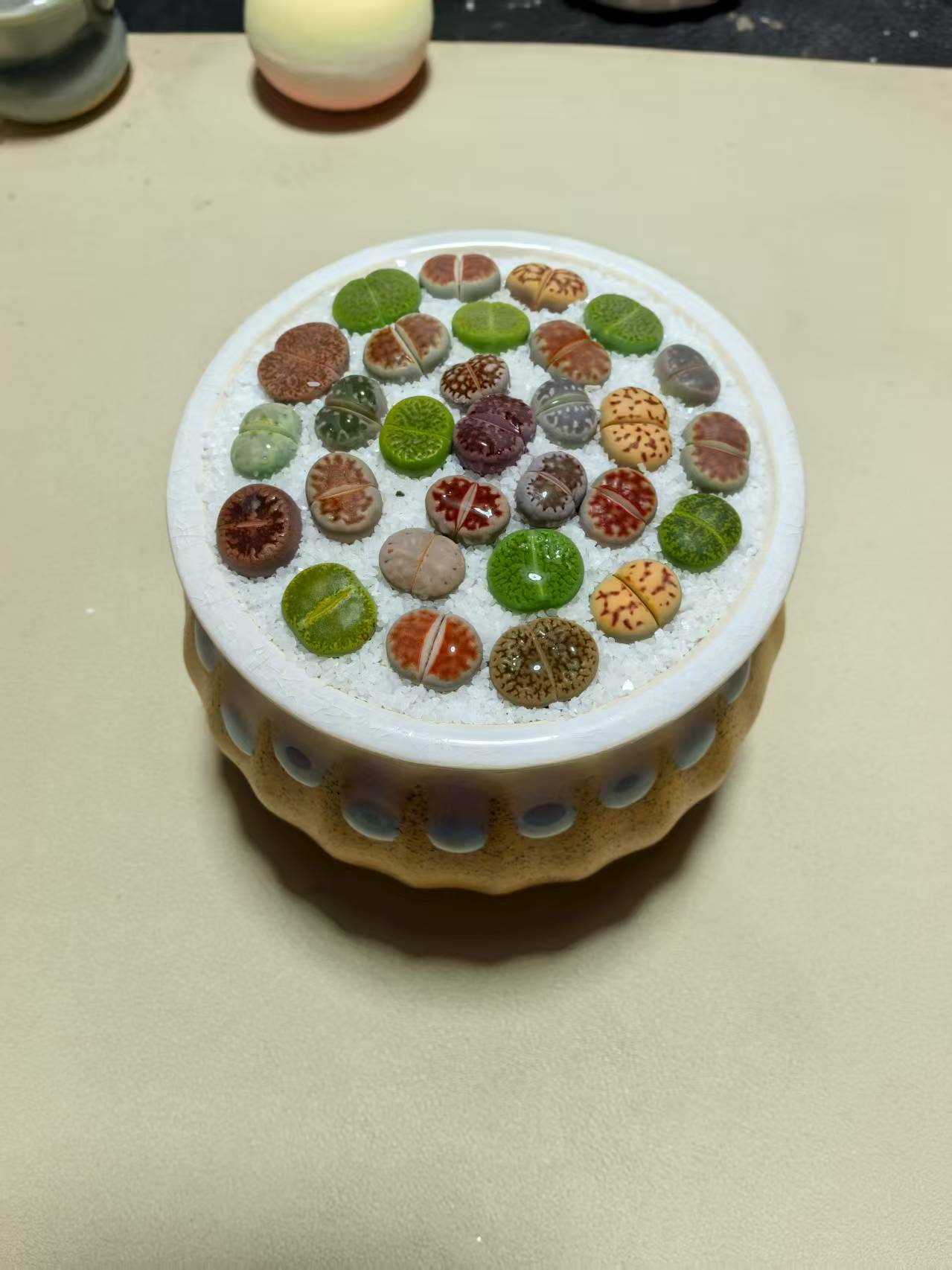 生石花屁股花多肉植物盆栽含盆土室内阳台好养活小熊蜂蜜罐
